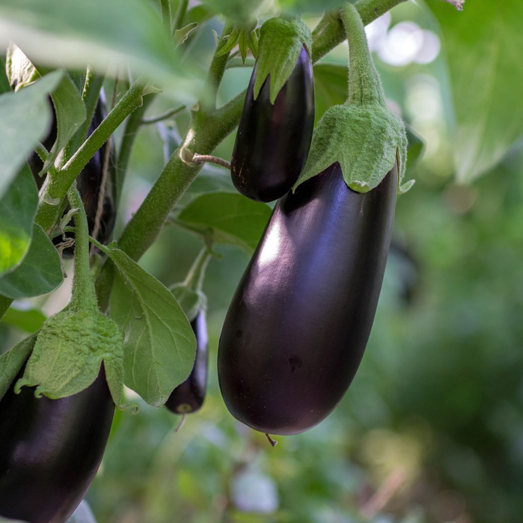 Aubergine Avan F1 (Création Vilmorin) - Vilmorin