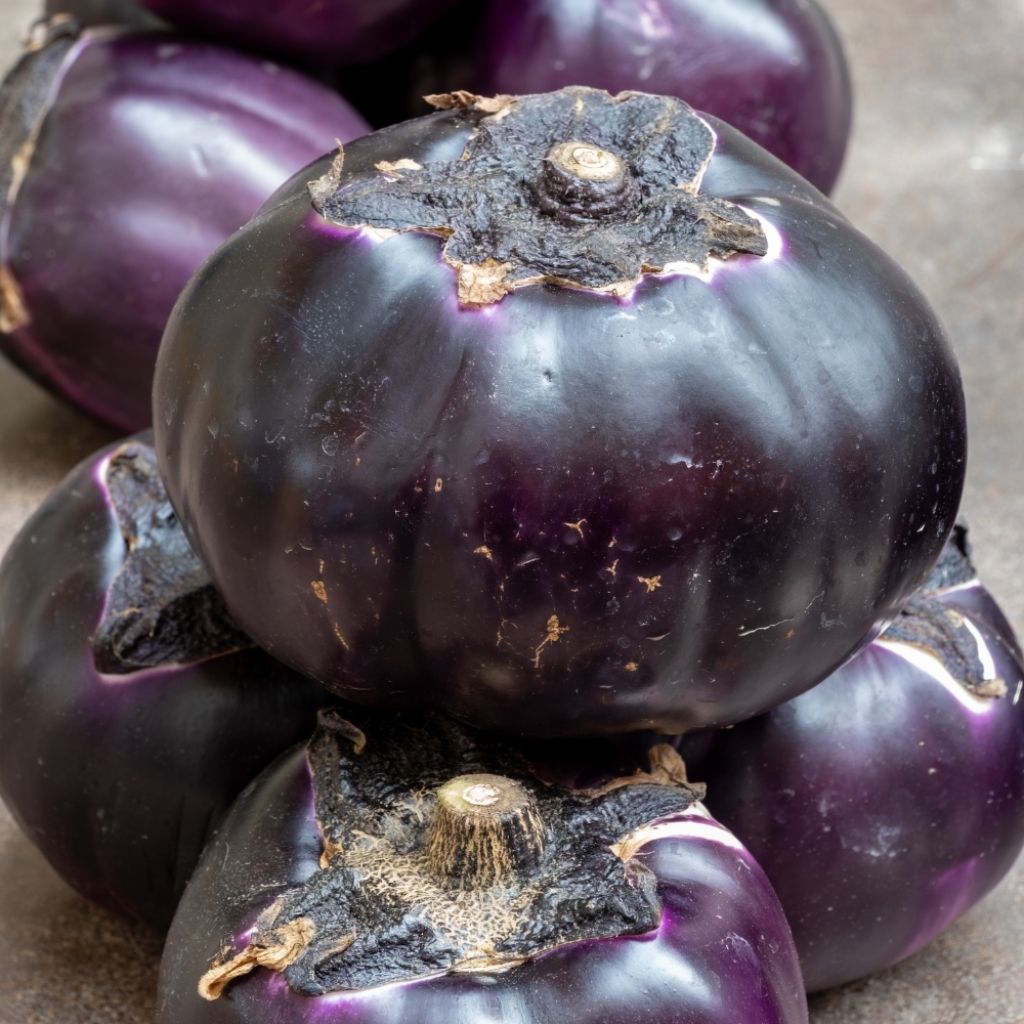 Aubergine Violetta Di Firenze Bio - Ferme de Sainte Marthe
