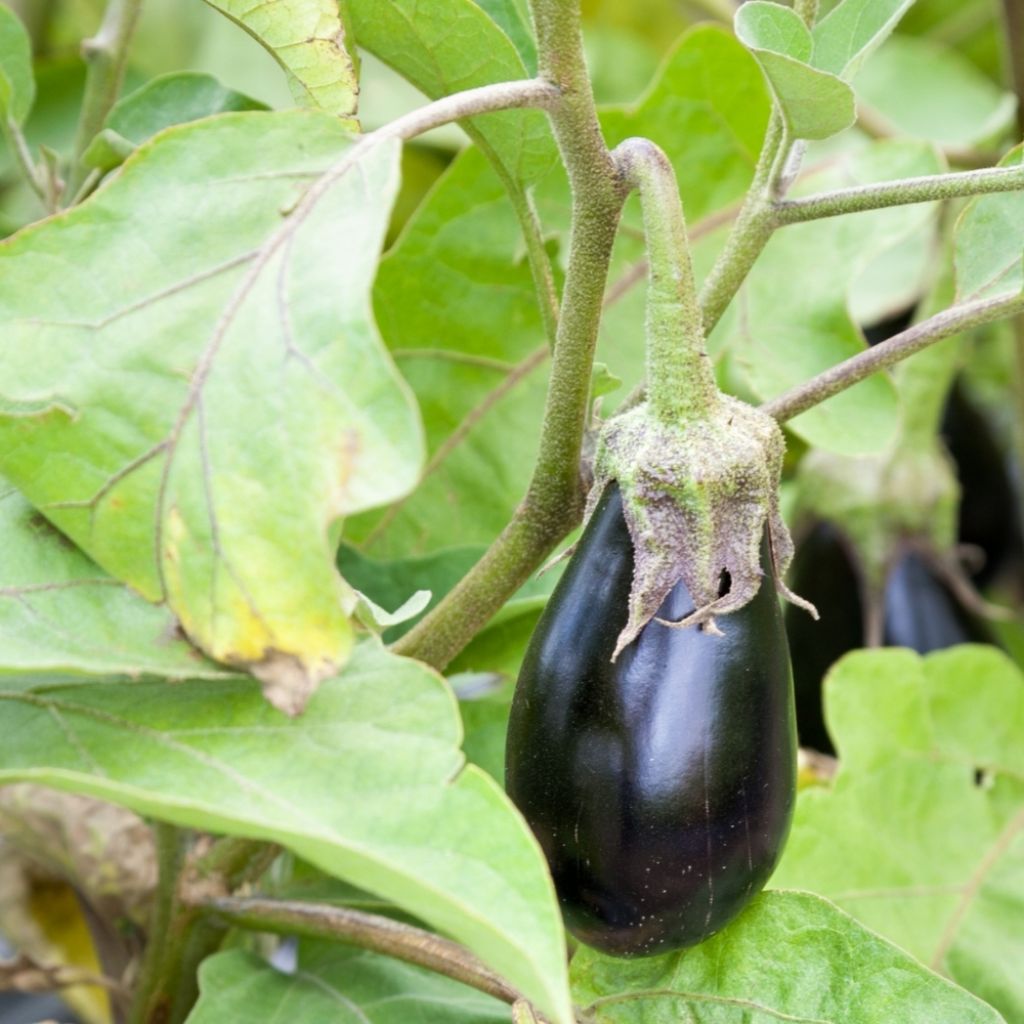 Aubergine Bonica F1 en plants