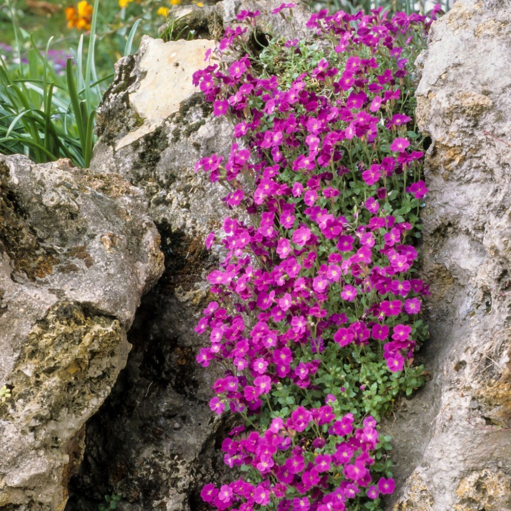 Aubriète rouge - Aubrieta Cascade Red