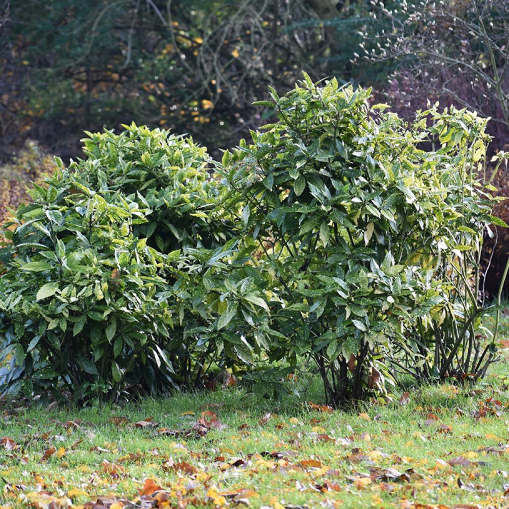 Aucuba japonica - Laurier du Japon