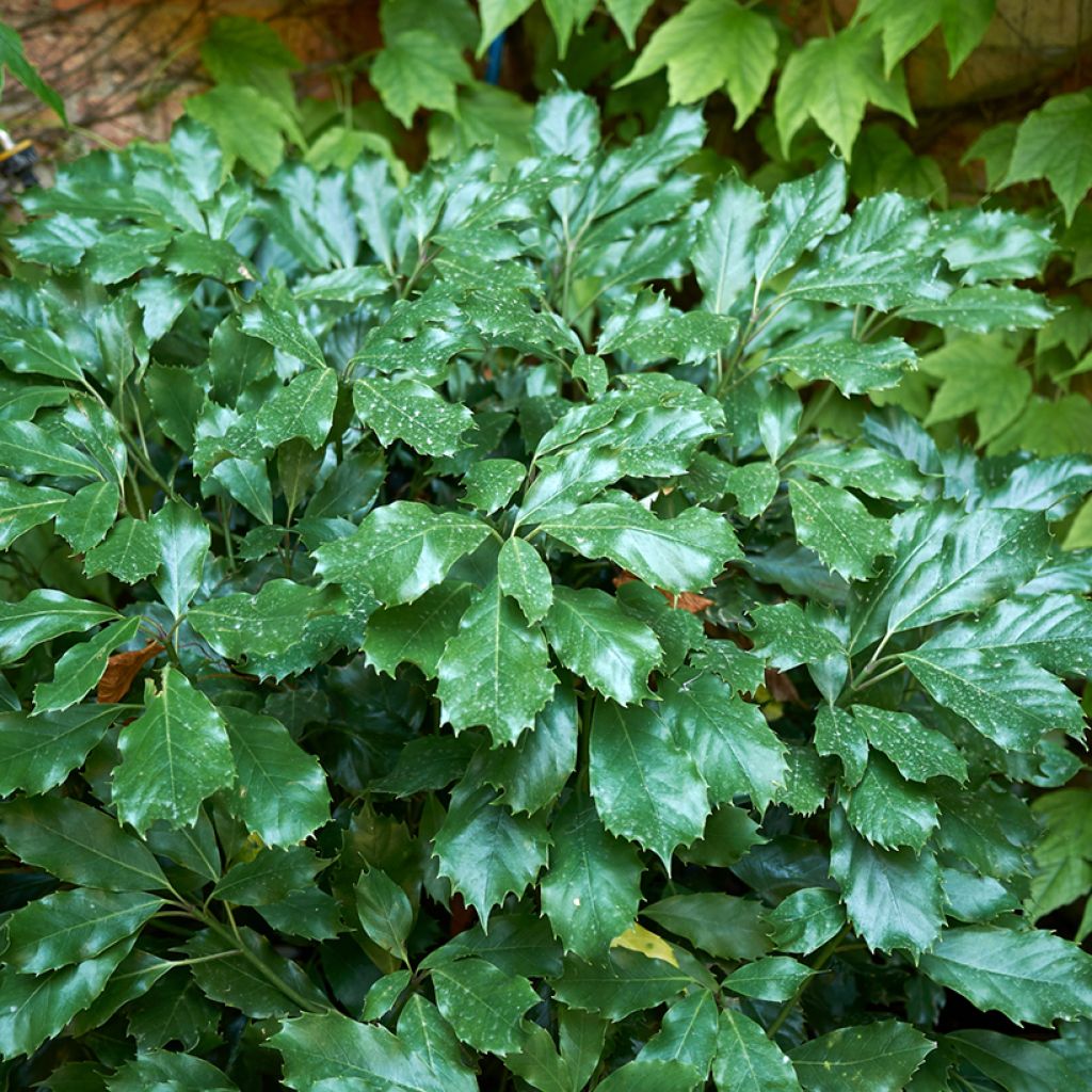 Aucuba japonica Rozannie - Aucuba du Japon 