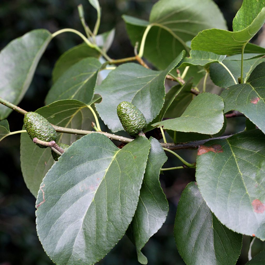 Aulne de Corse - Alnus cordata