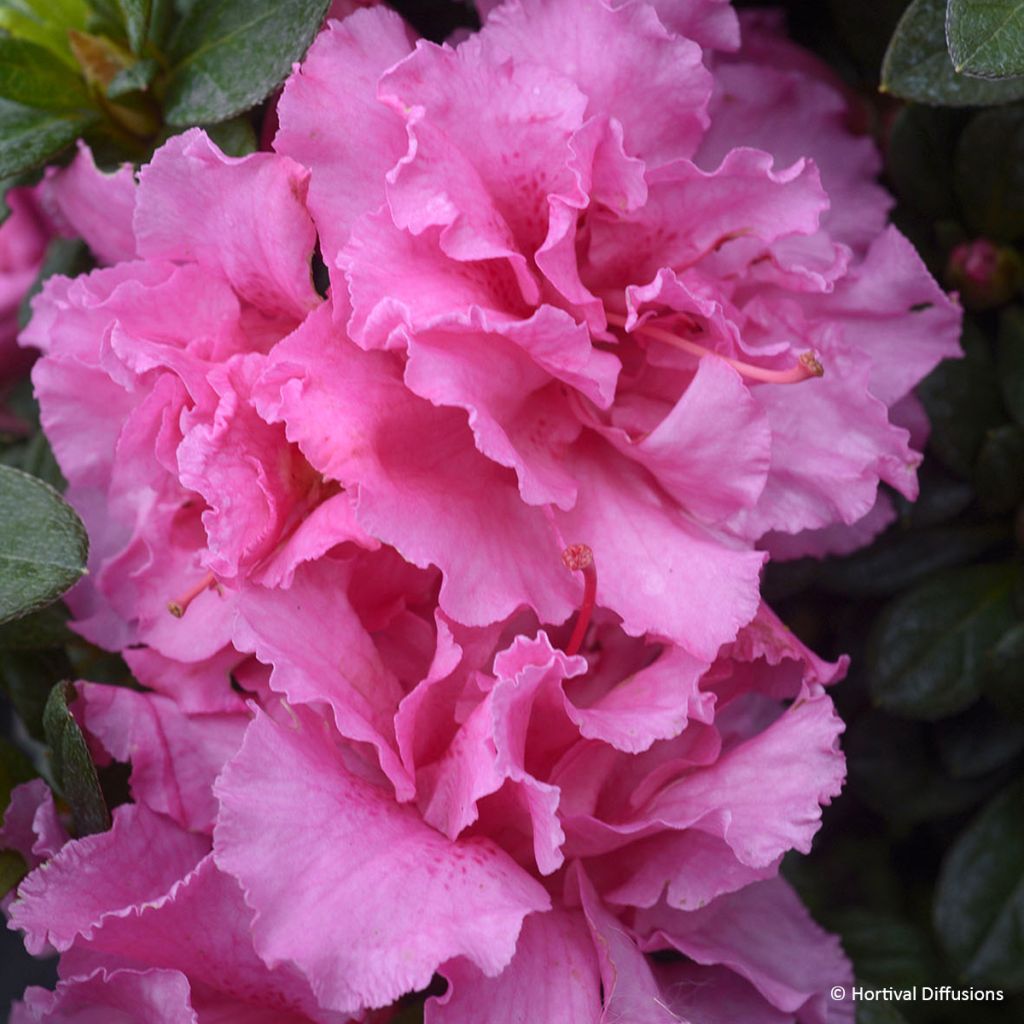 Azalée hybride Repetita Pink - Azalée remontante