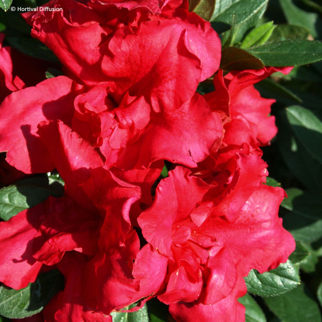 Azalée hybride REPETITA Red - Azalée remontante
