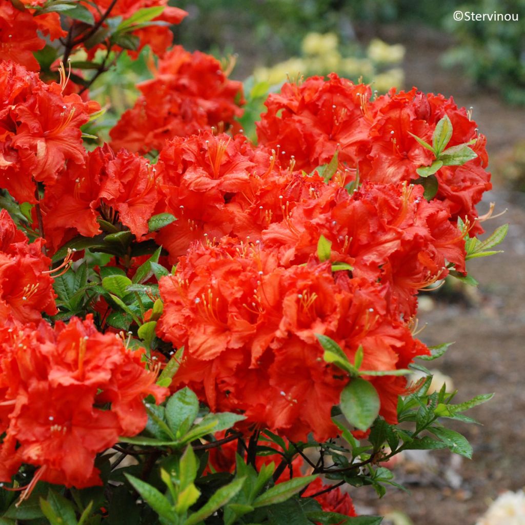 Azalée de Chine Gibraltar - Azalea mollis