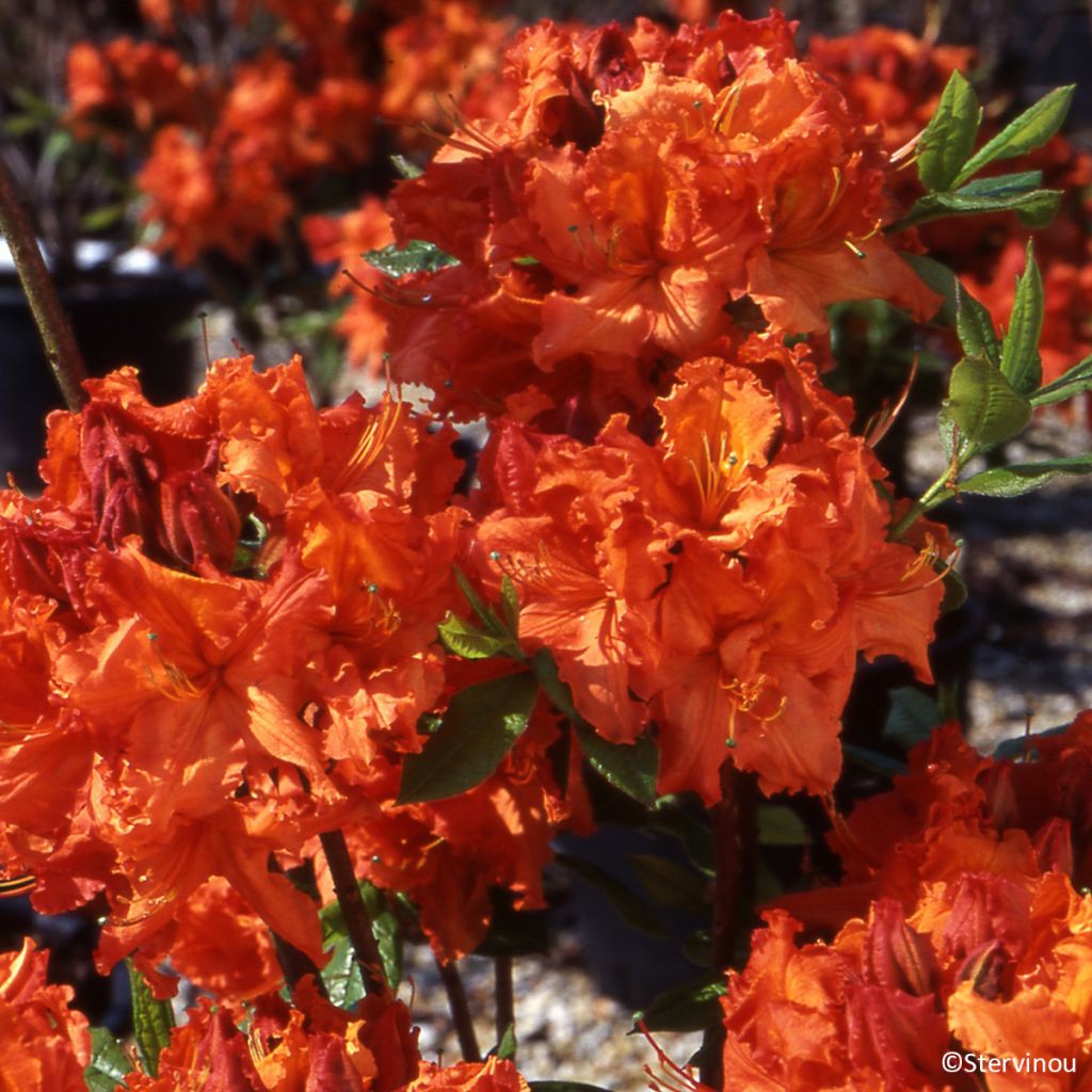 Azalée de Chine Gibraltar - Azalea mollis