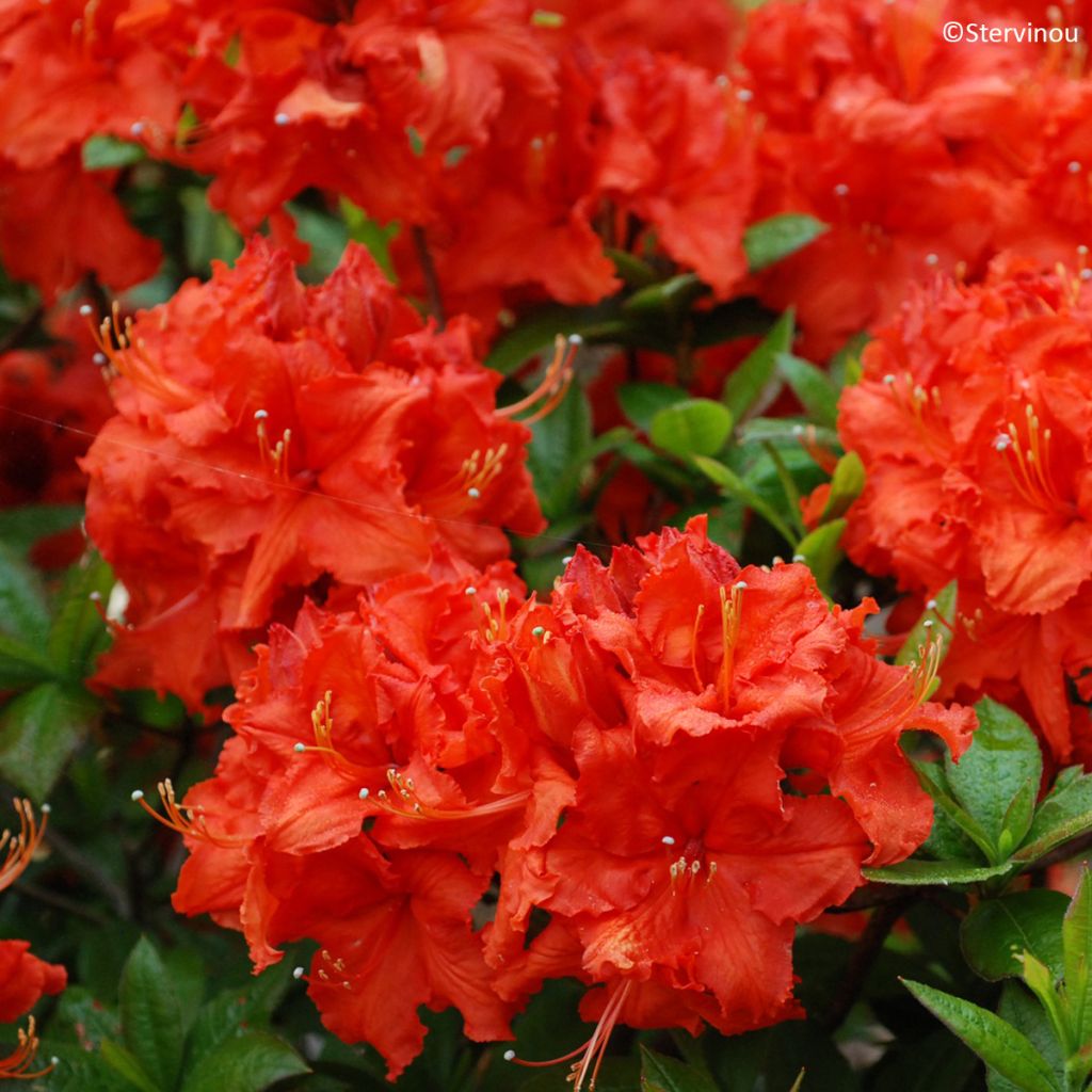 Azalée de Chine Gibraltar - Azalea mollis