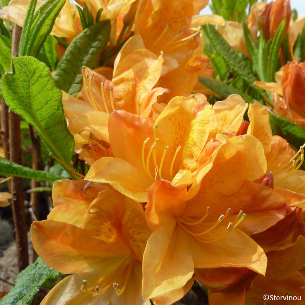 Azalée de Chine Hortulanus H Witte - Azalea mollis