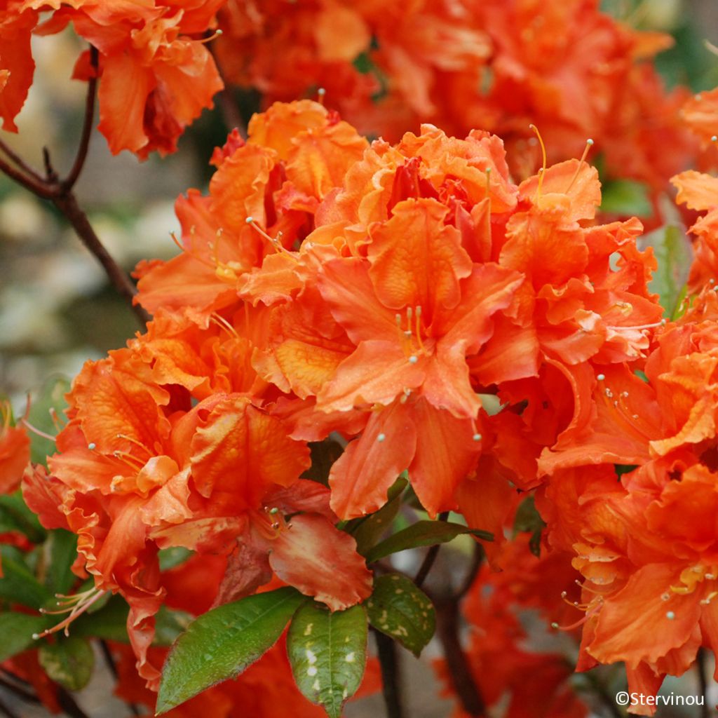 Azalée de Chine Orangeade - Azalea mollis