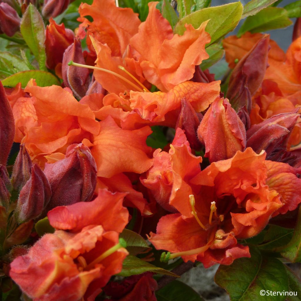 Azalée de Chine Orangeade - Azalea mollis