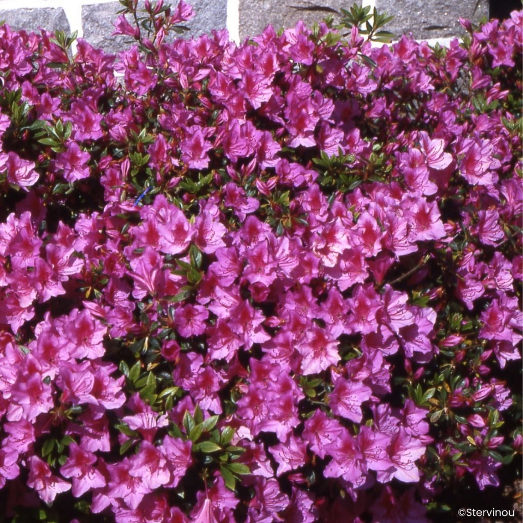 Azalée du Japon Beethoven - Rhododendron hybride