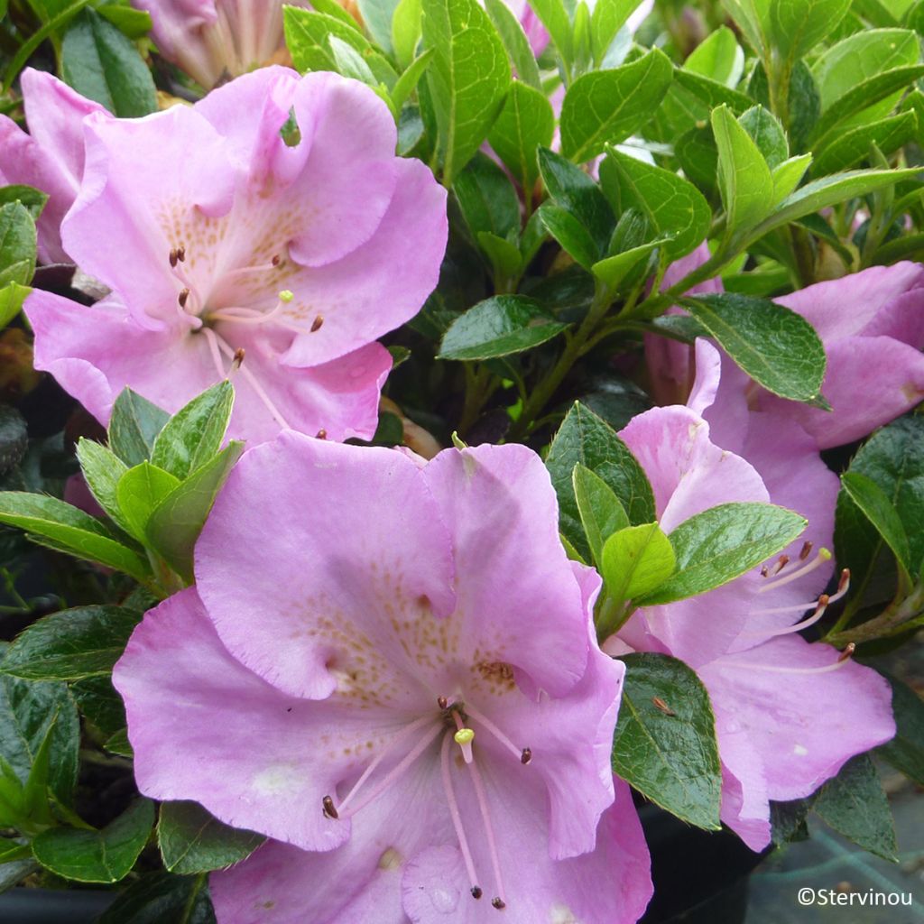 Azalée du Japon Blue Moon - Rhododendron hybride