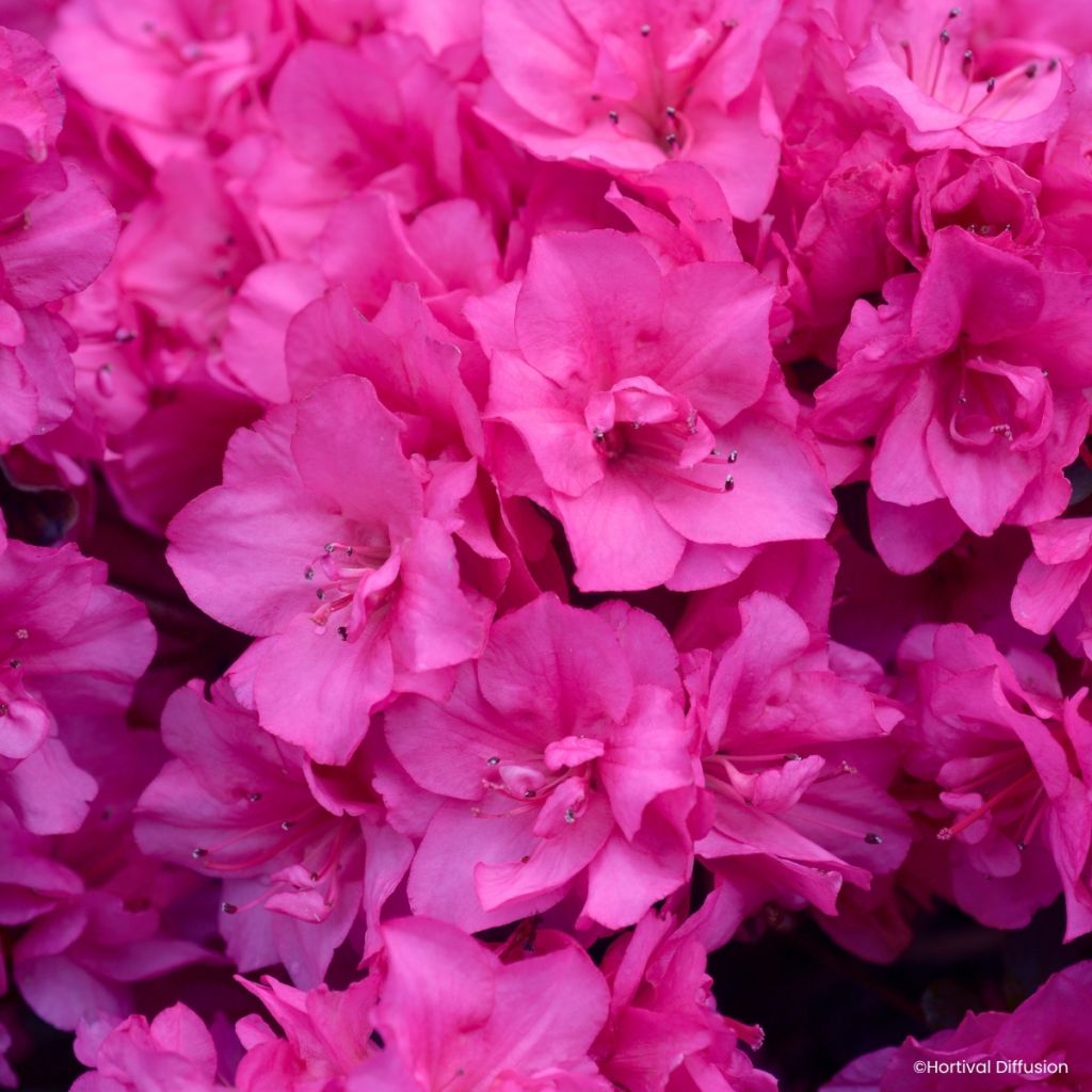 Azalée du Japon Flash Dance Pink – Rhododendron hybride
