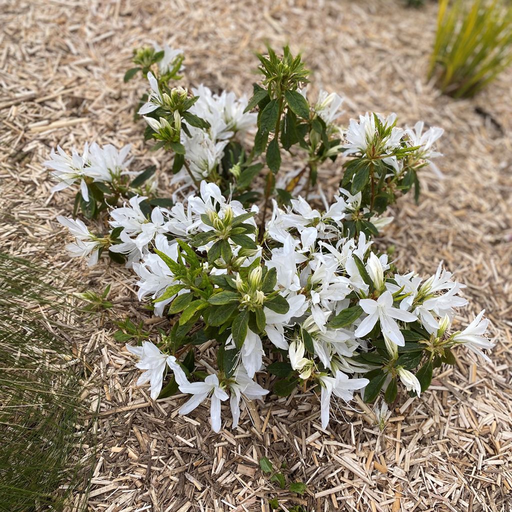 Azalée du Japon Koromo shikibu White - Rhododendron hybride