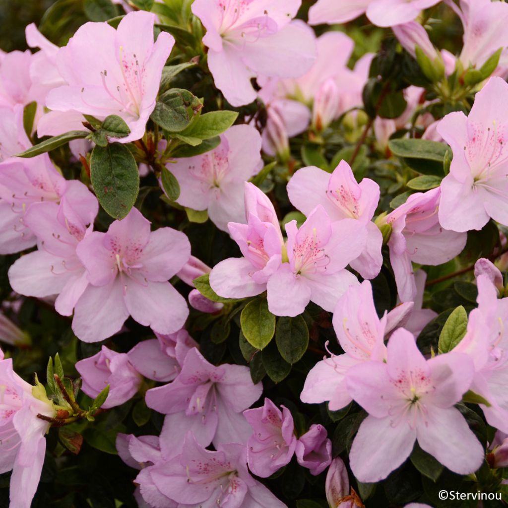 Azalée du Japon Rêve de Lilas - Rhododendron hybride