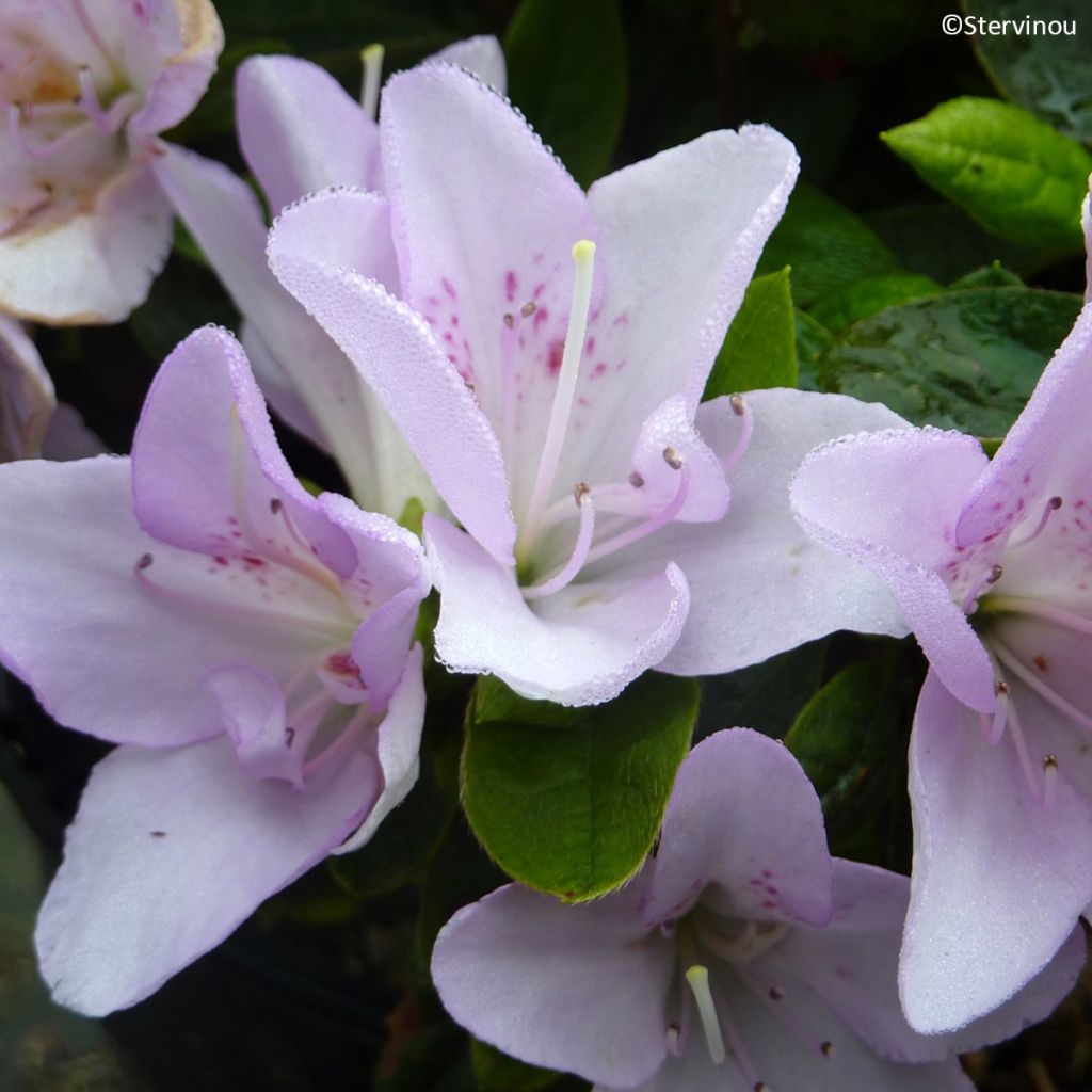 Azalée du Japon Rêve de Lilas - Rhododendron hybride