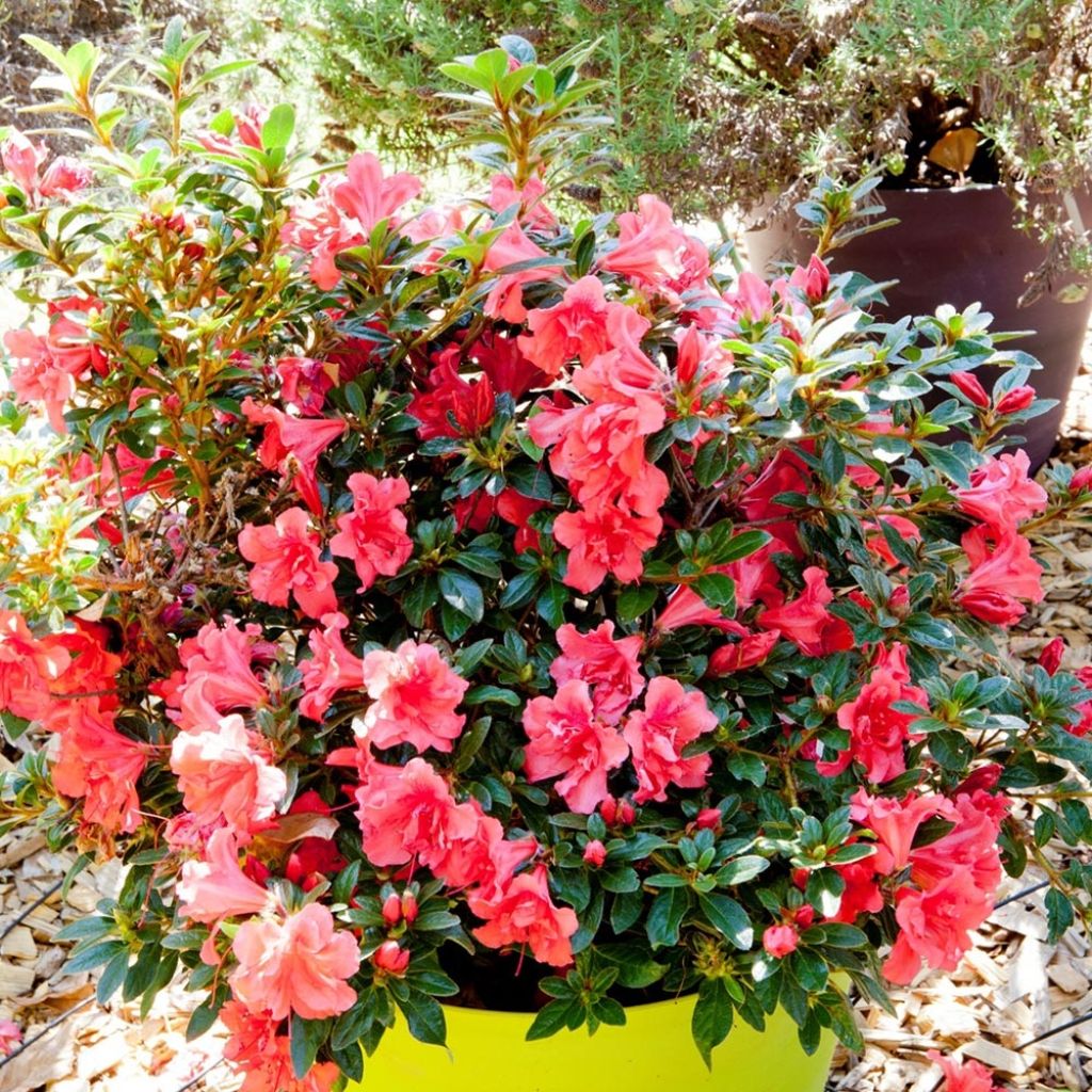 Azalée hybride ENCORE® Princess