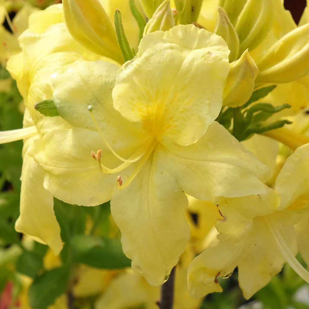 Azalée de Chine Anneke - Rhododendron hybride
