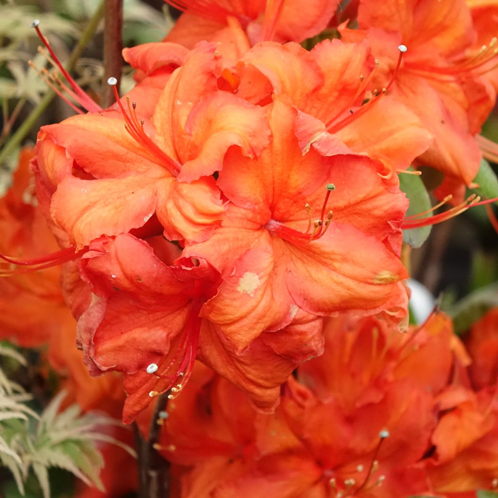 Azalée de Chine Fire Ball - Rhododendron hybride 
