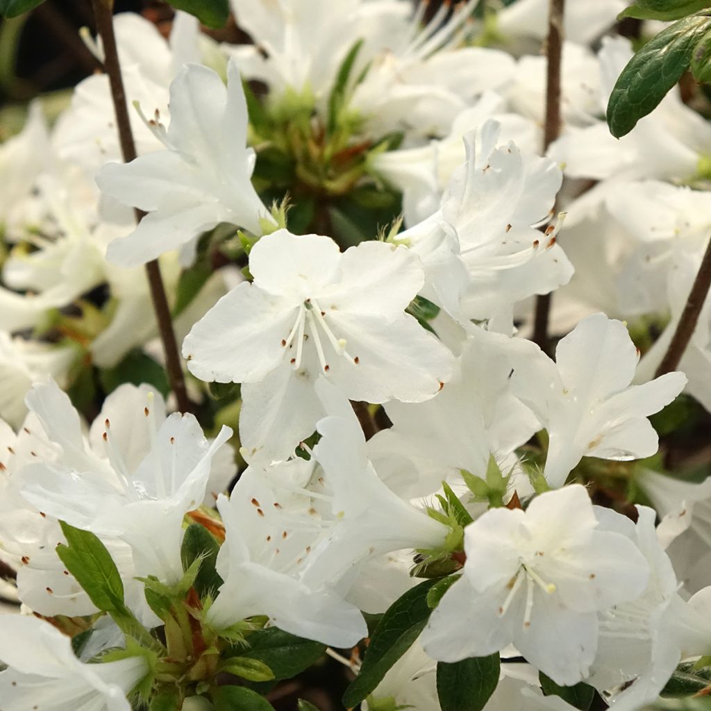 Azalée du Japon Palestrina - Rhododendron hybride