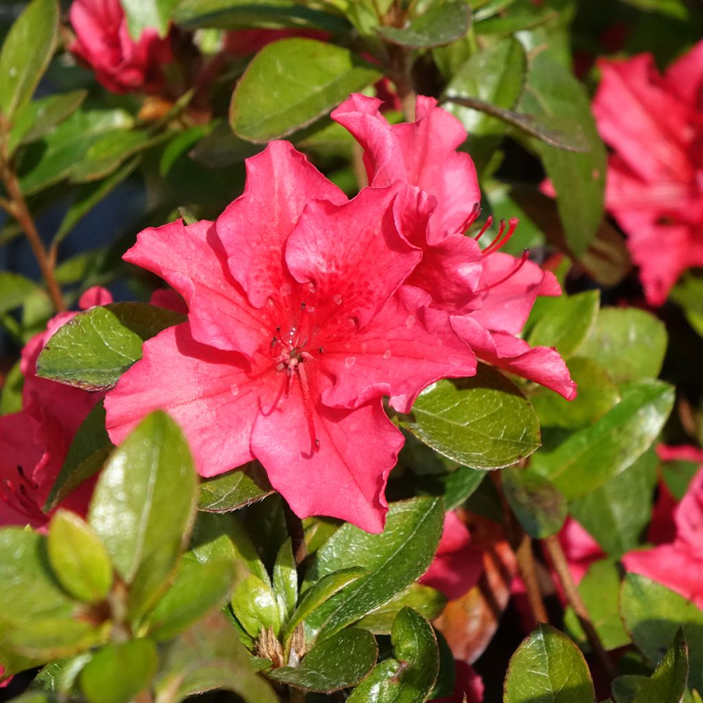 Azalée du Japon Vuyk's Scarlet - Rhododendron hybride.