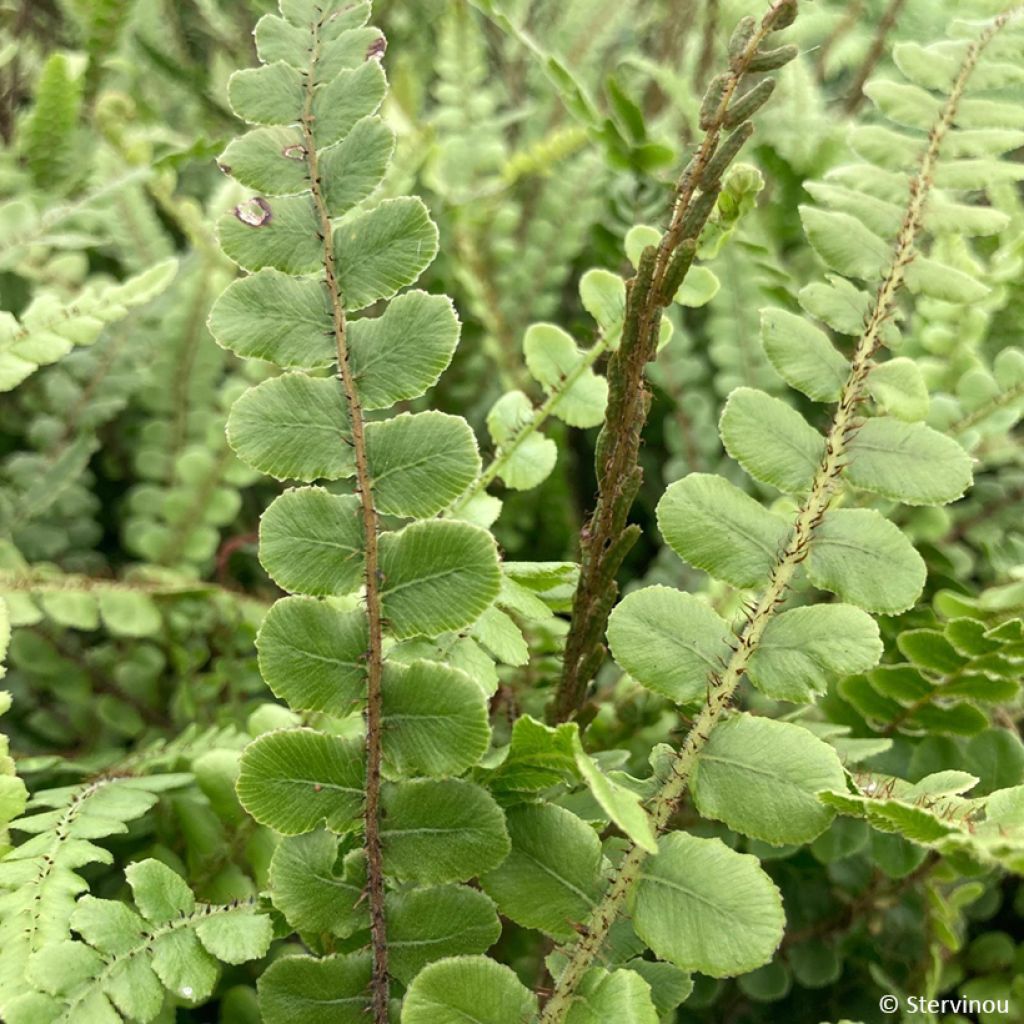 Blechnum fluviatile