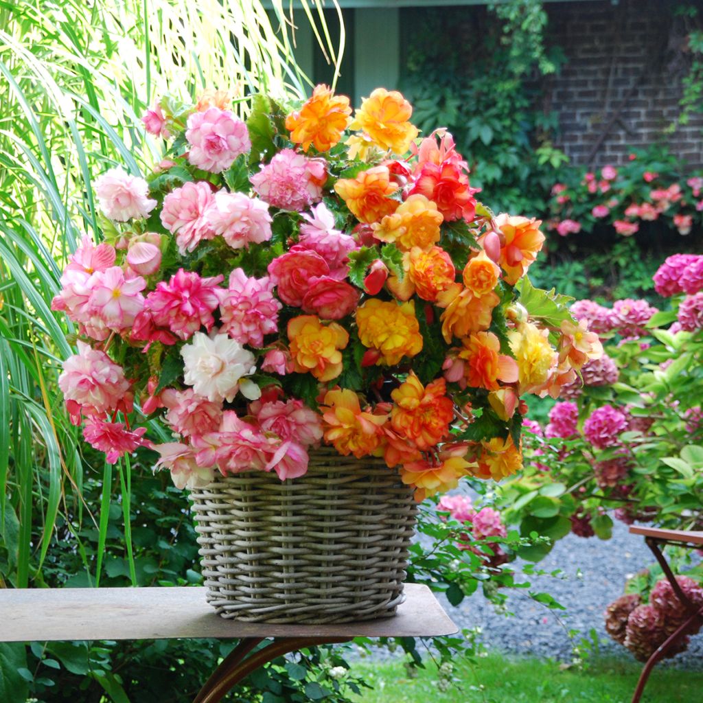 Bégonia retombant Balcony mix 2 couleurs - Begonia pendula