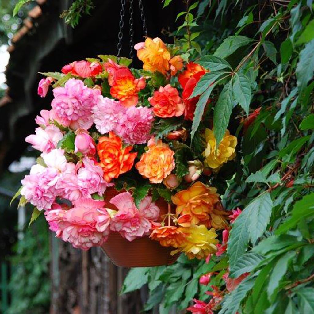 Bégonia retombant Balcony mix 2 couleurs - Begonia pendula