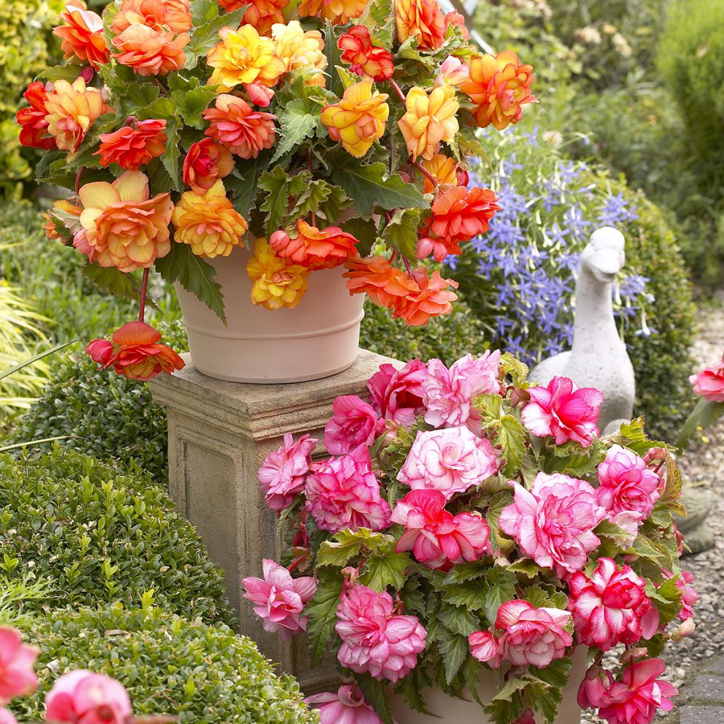Bégonia retombant Balcony mix 2 couleurs - Begonia pendula