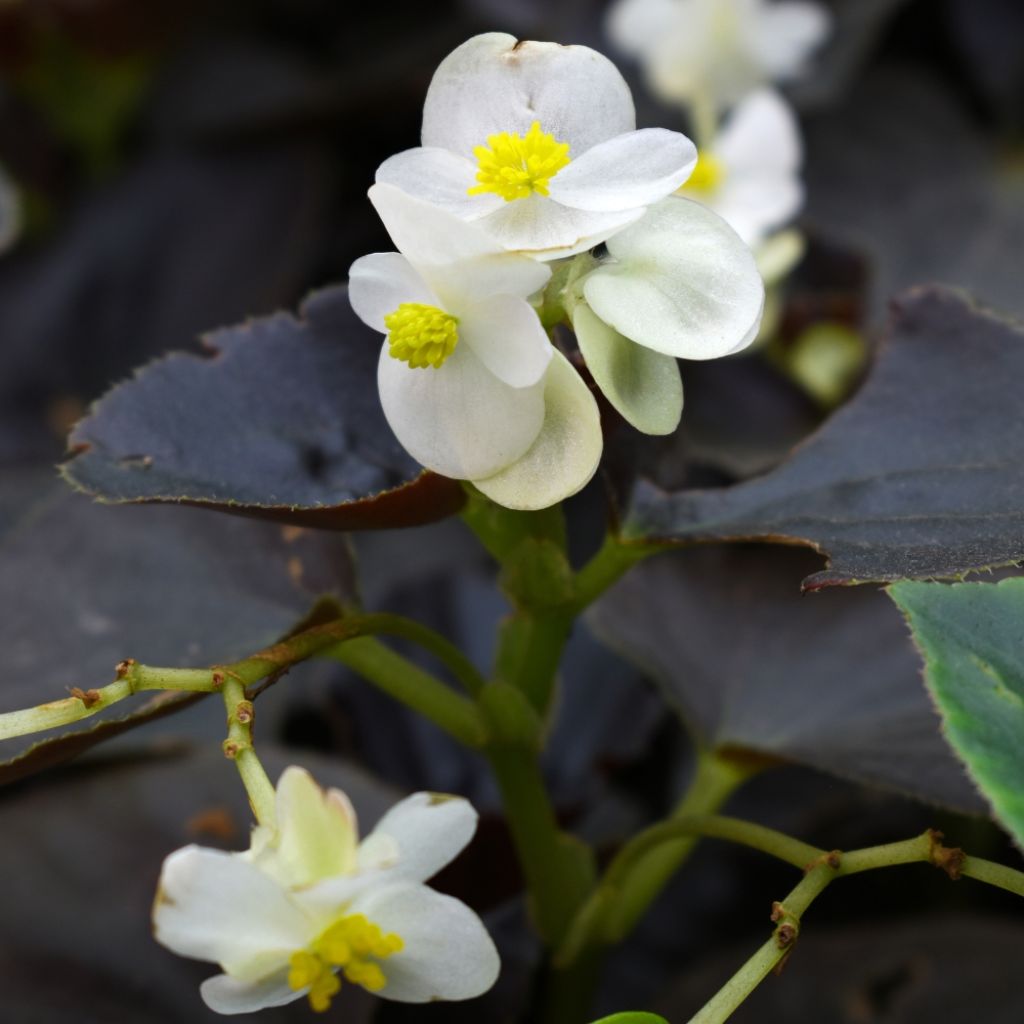 Bégonia Gumdrop Coco White 