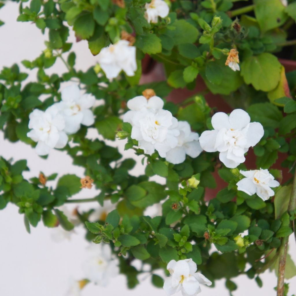 Bacopa Scopia Double Snowball Mini-mottes 