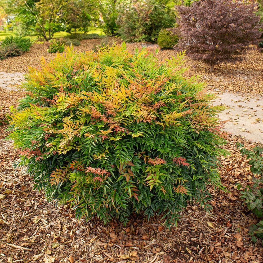 Bambou sacré - Nandina domestica Magical Sunrise