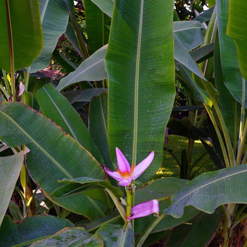 Bananier à fleurs roses - Musa velutina