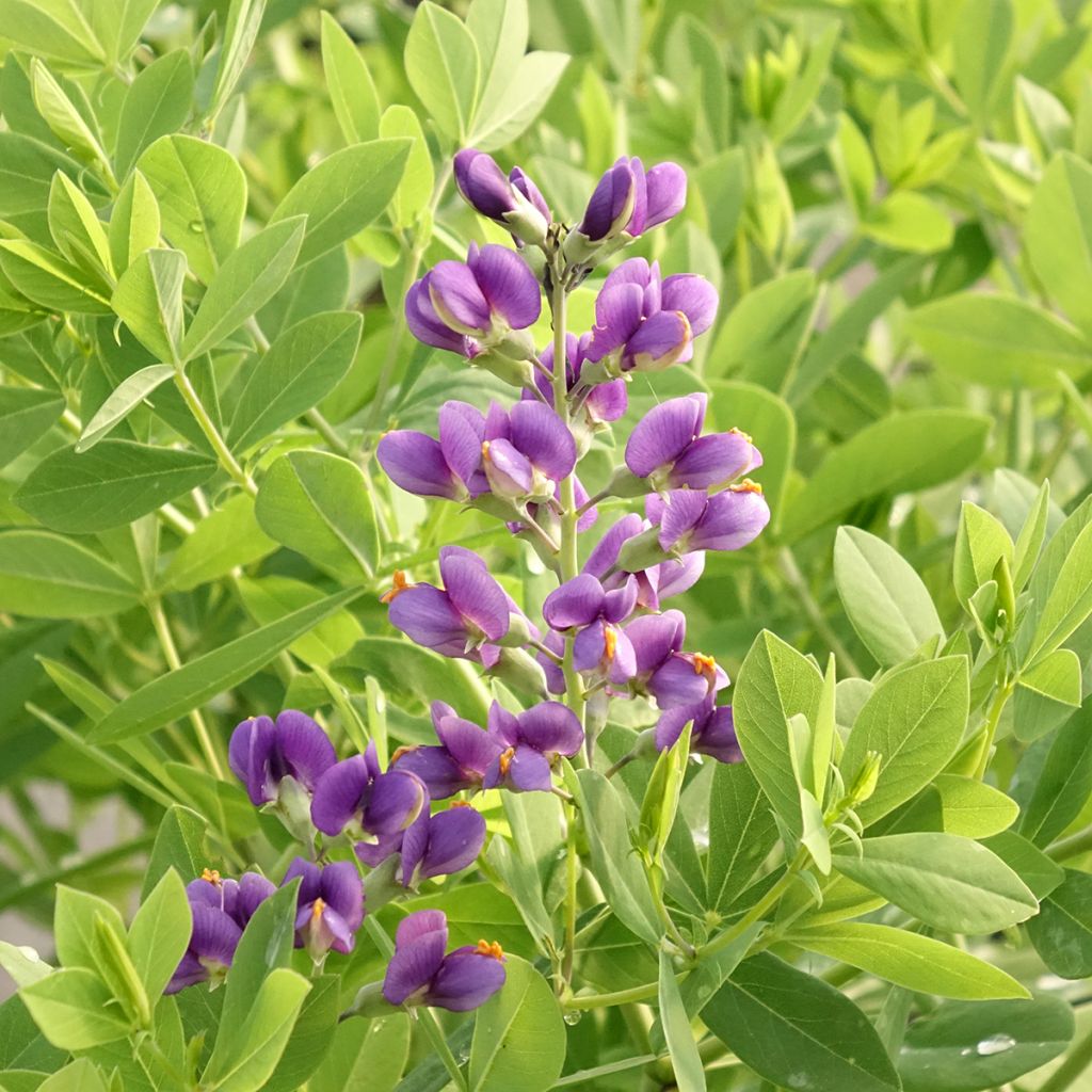 Baptisia Blueberry Sundae - Faux-indigo