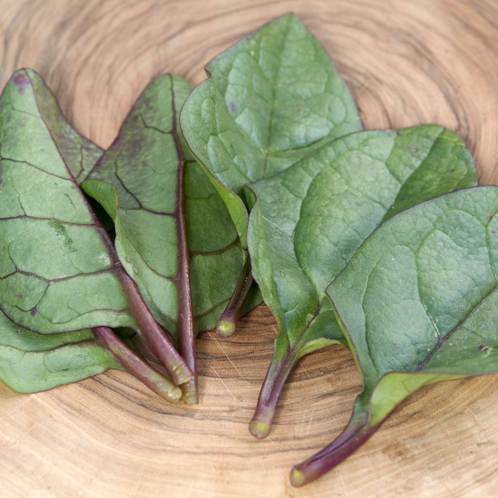Basella alba ou Epinard de Malabar Select Red - Graines