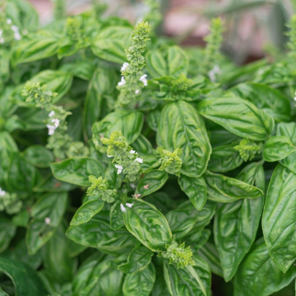 Basilic Genovese BIO