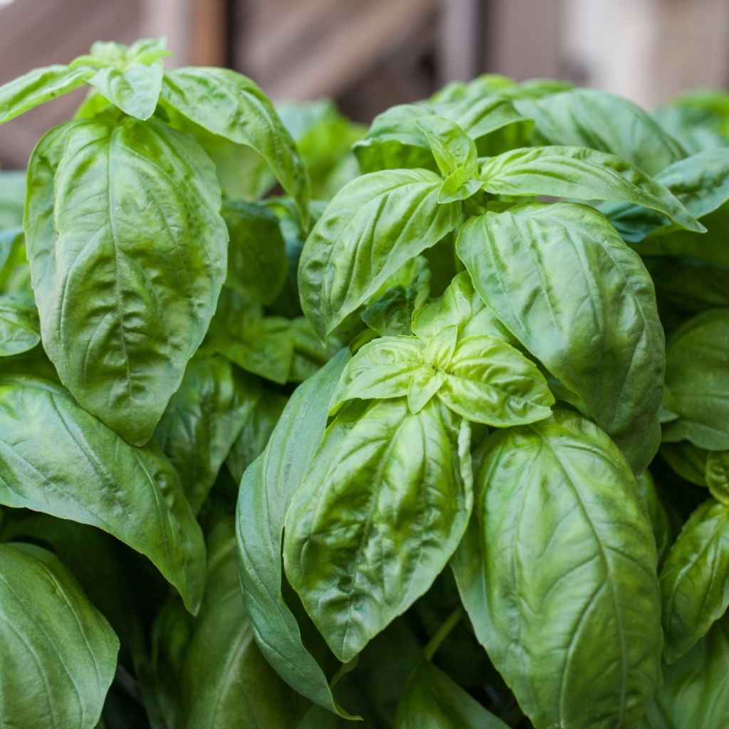 Basilic Grand vert