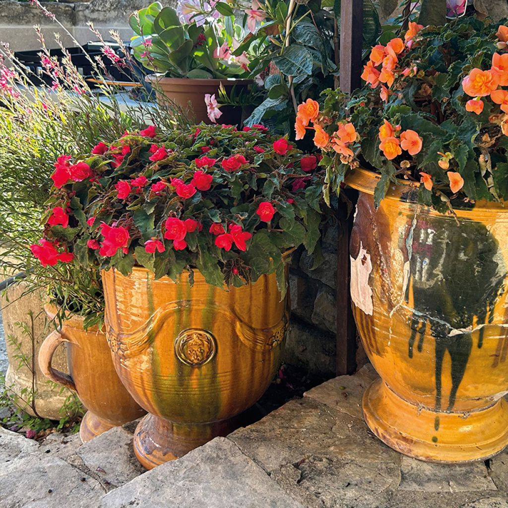 Begonia Bellissa Red