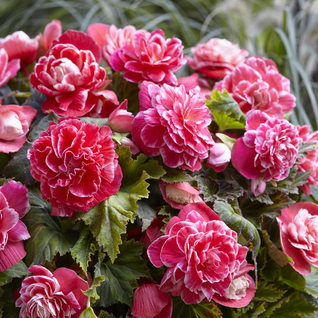 Bégonia double Camelia
