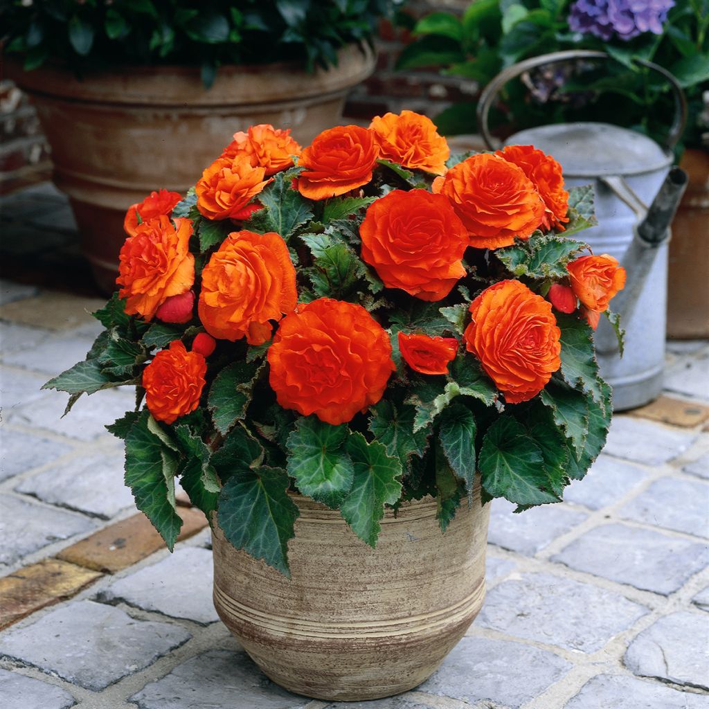 Bégonia double Non Stop Goldorange