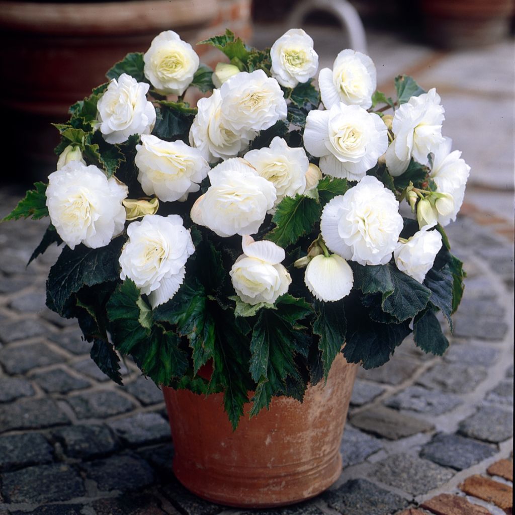 Bégonia double Non Stop White