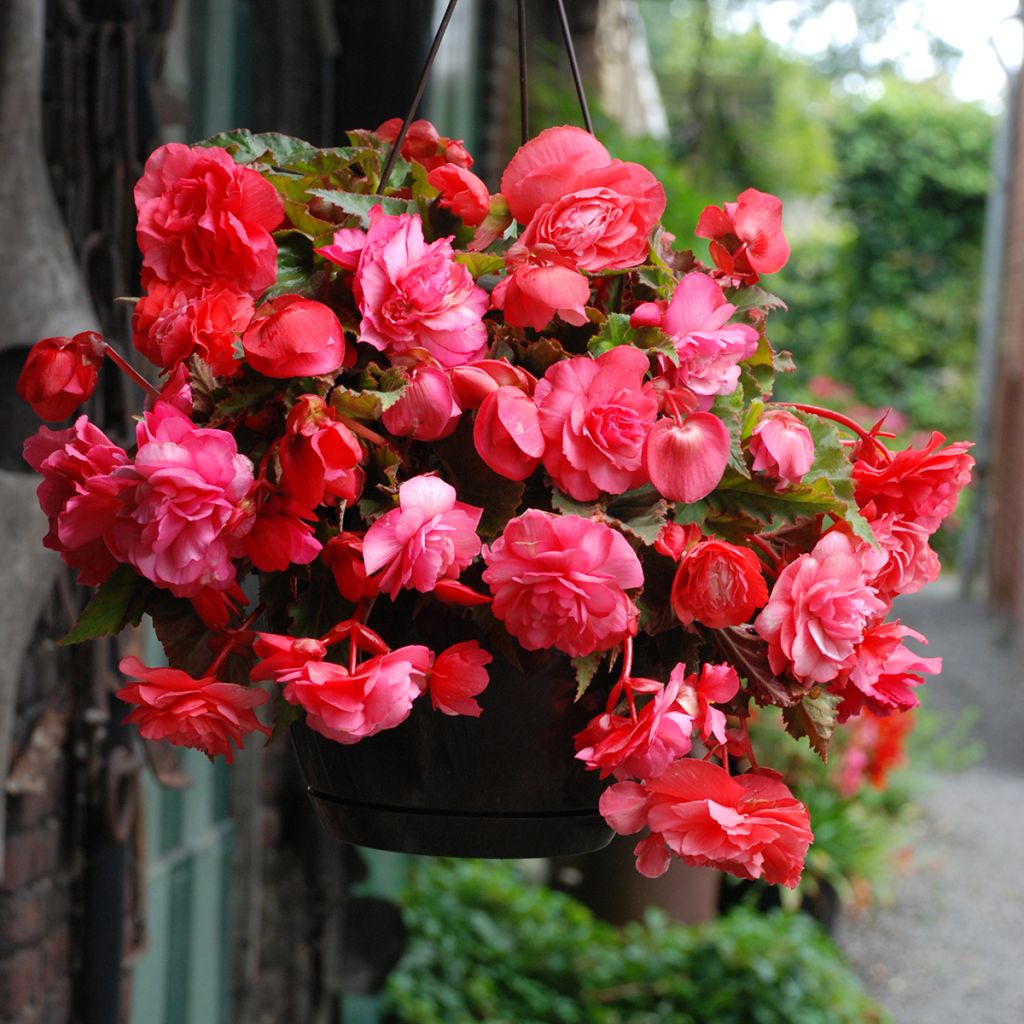 Bégonia double retombant Pink Delight - Begonia Odorata 