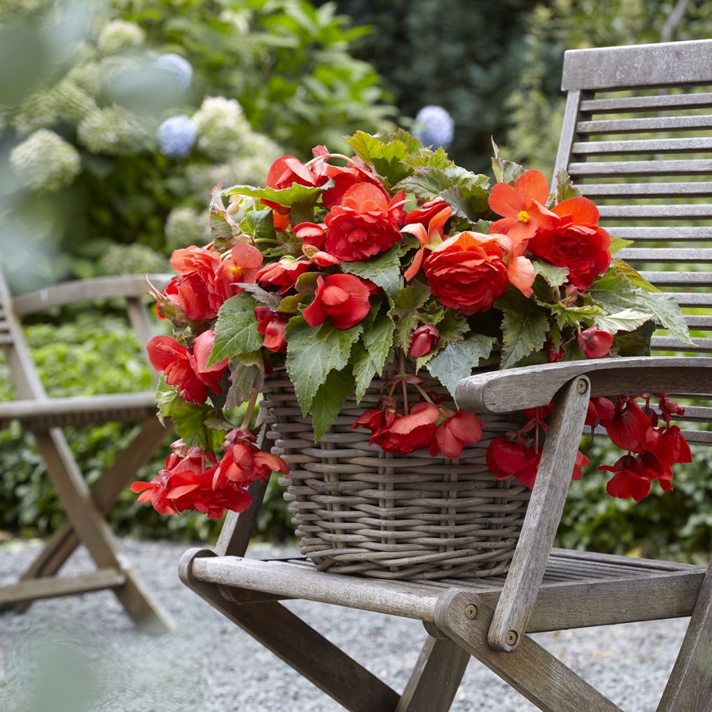 Bégonia double retombant Red Glory - Begonia Odorata 