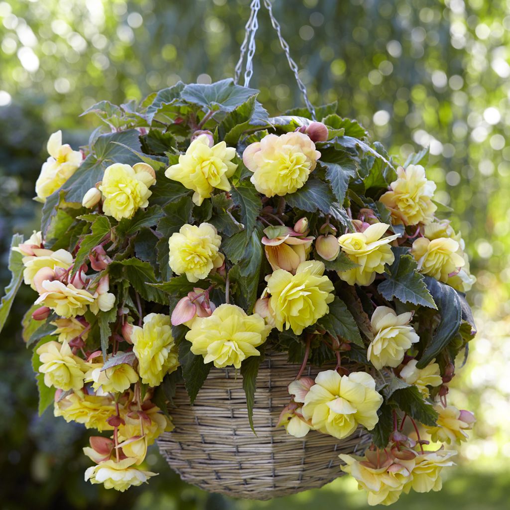 Bégonia double retombant Sunny Dream - Begonia Odorata 