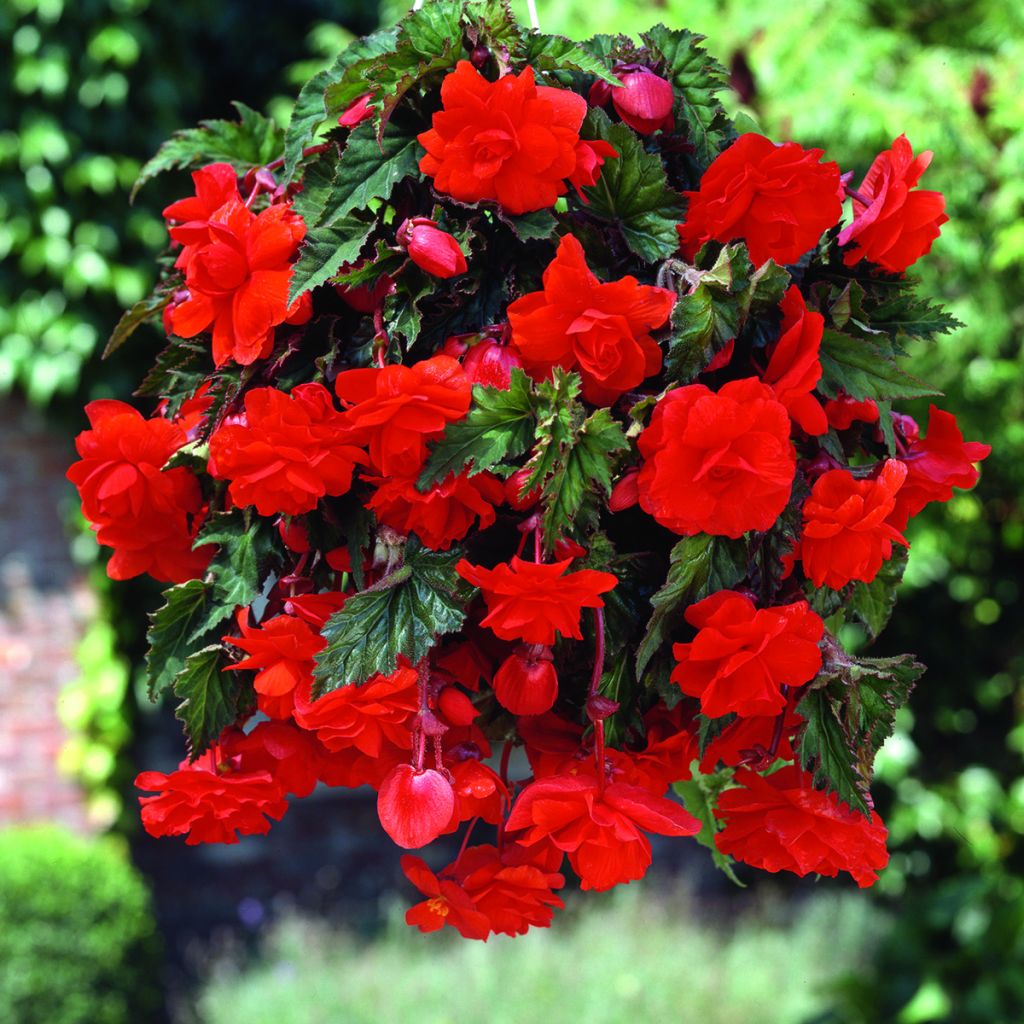 Begonia Pendula Cascade Scarlet - Bégonia retombant