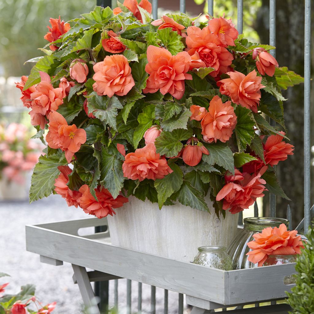 Bégonia retombant Cascade Salmon - Begonia Pendula