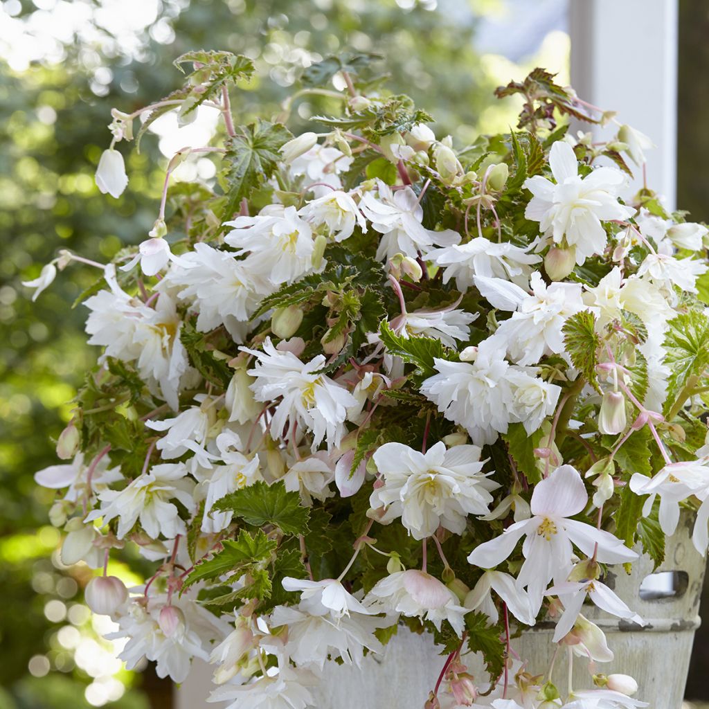 Bégonia retombant Cascade White - Begonia Pendula