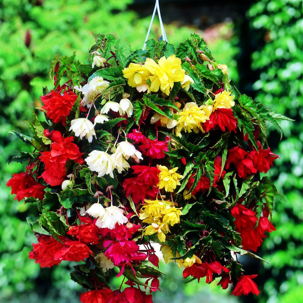 Begonia Pendula mix 6 couleurs - Bégonia retombant
