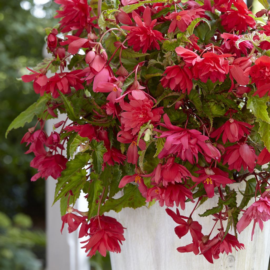 Bégonia retombant pink - Begonia Pendula 